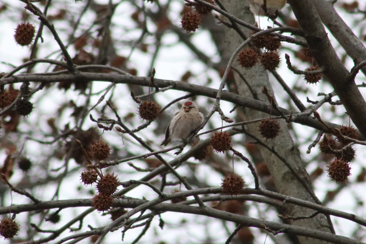 Redpoll (Common) - ML84457861