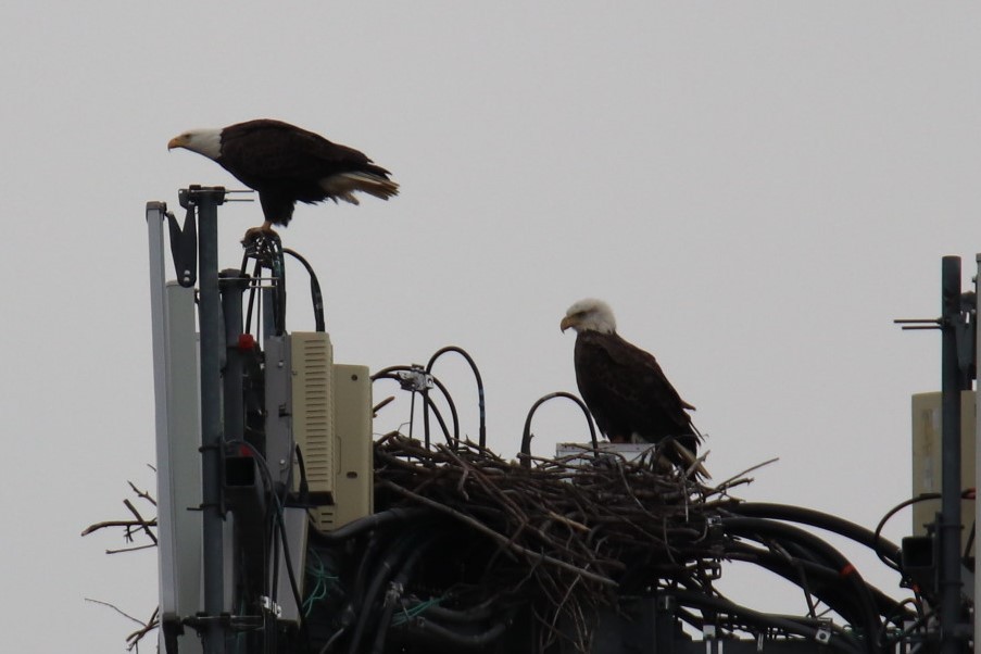 Bald Eagle - ML84458711