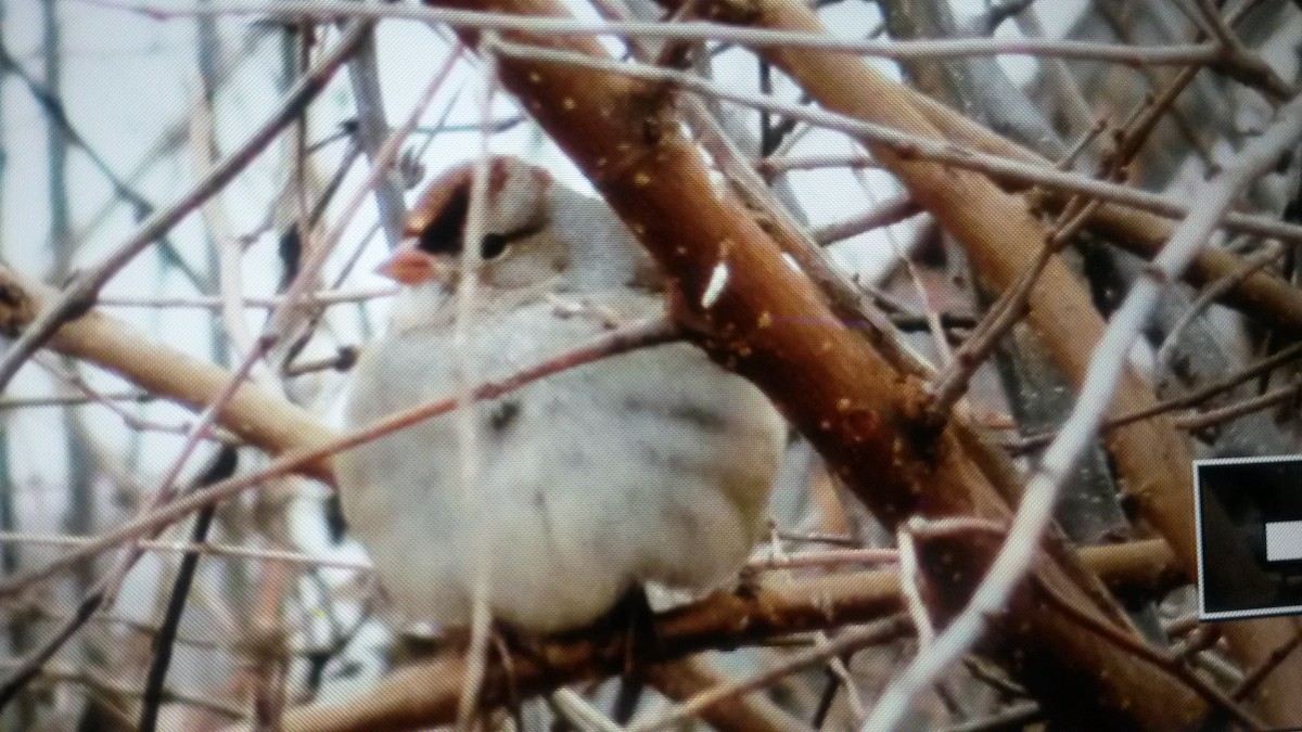 White-crowned Sparrow - ML84459031