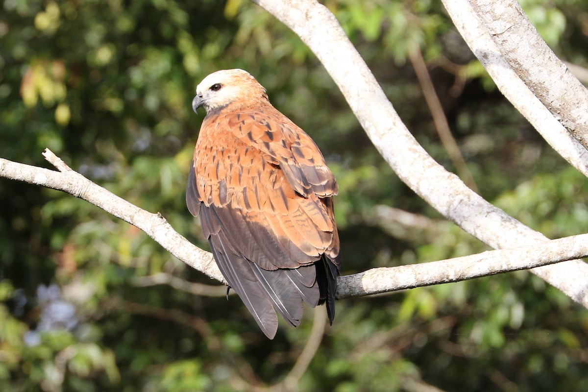 Black-collared Hawk - ML84459481