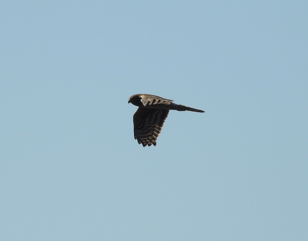 Cooper's Hawk - ML84459971