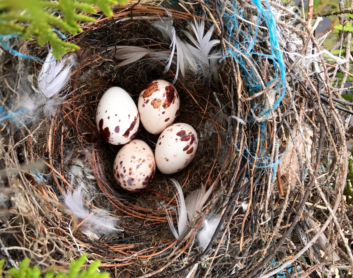 Eastern Kingbird - Vincent Létourneau