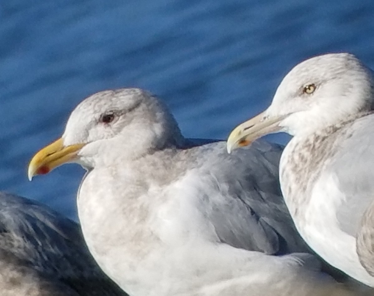 Glaucous-winged Gull - ML84461681