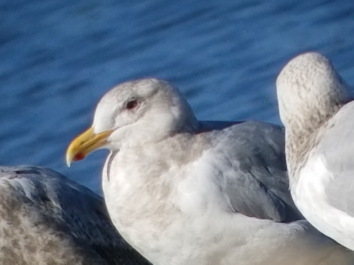 Glaucous-winged Gull - ML84461801