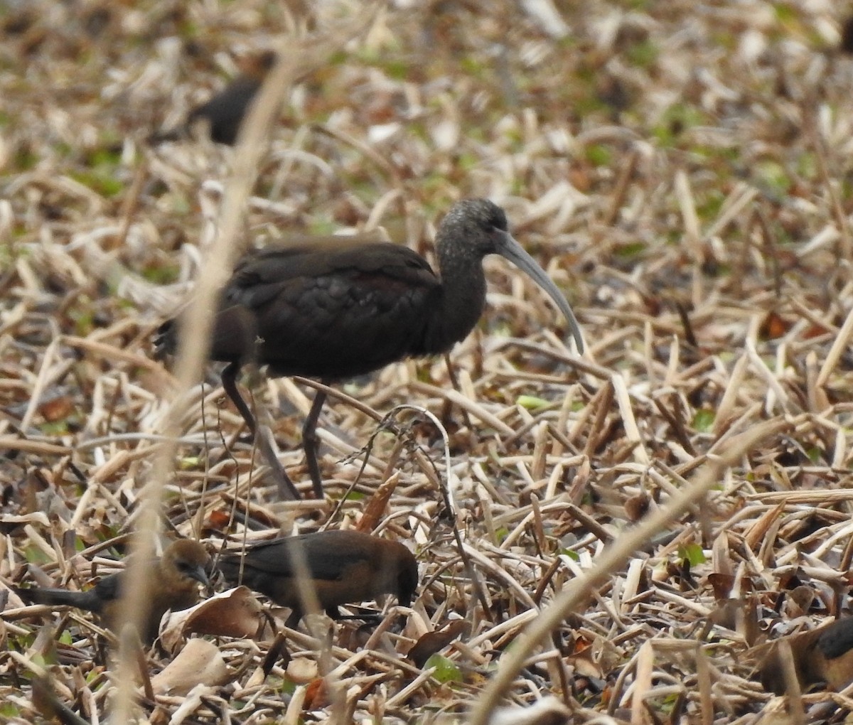 Glossy Ibis - ML84463011