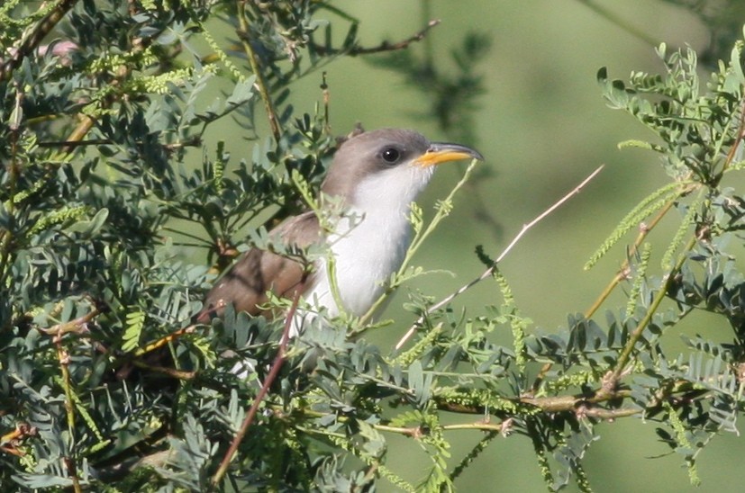 Yellow-billed Cuckoo - ML84463461