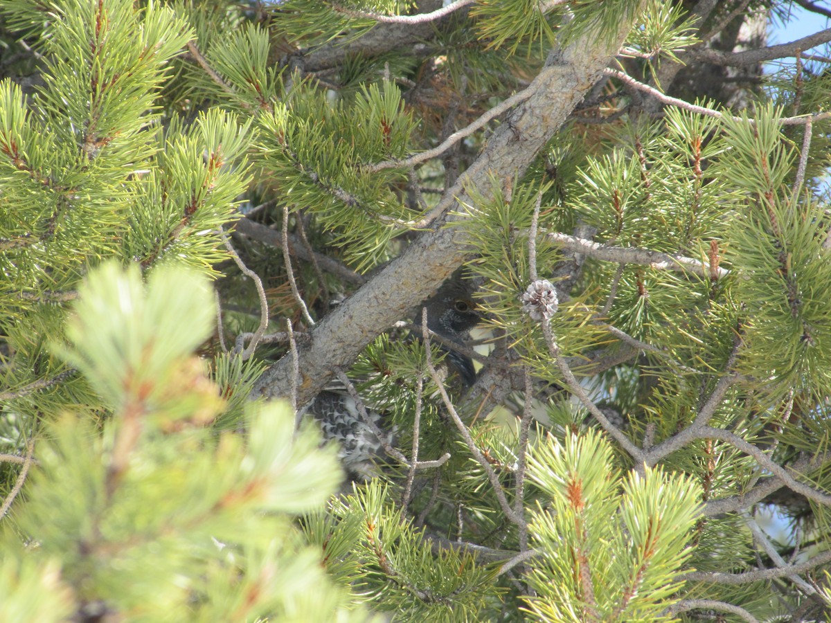 Dusky Grouse - ML84463971