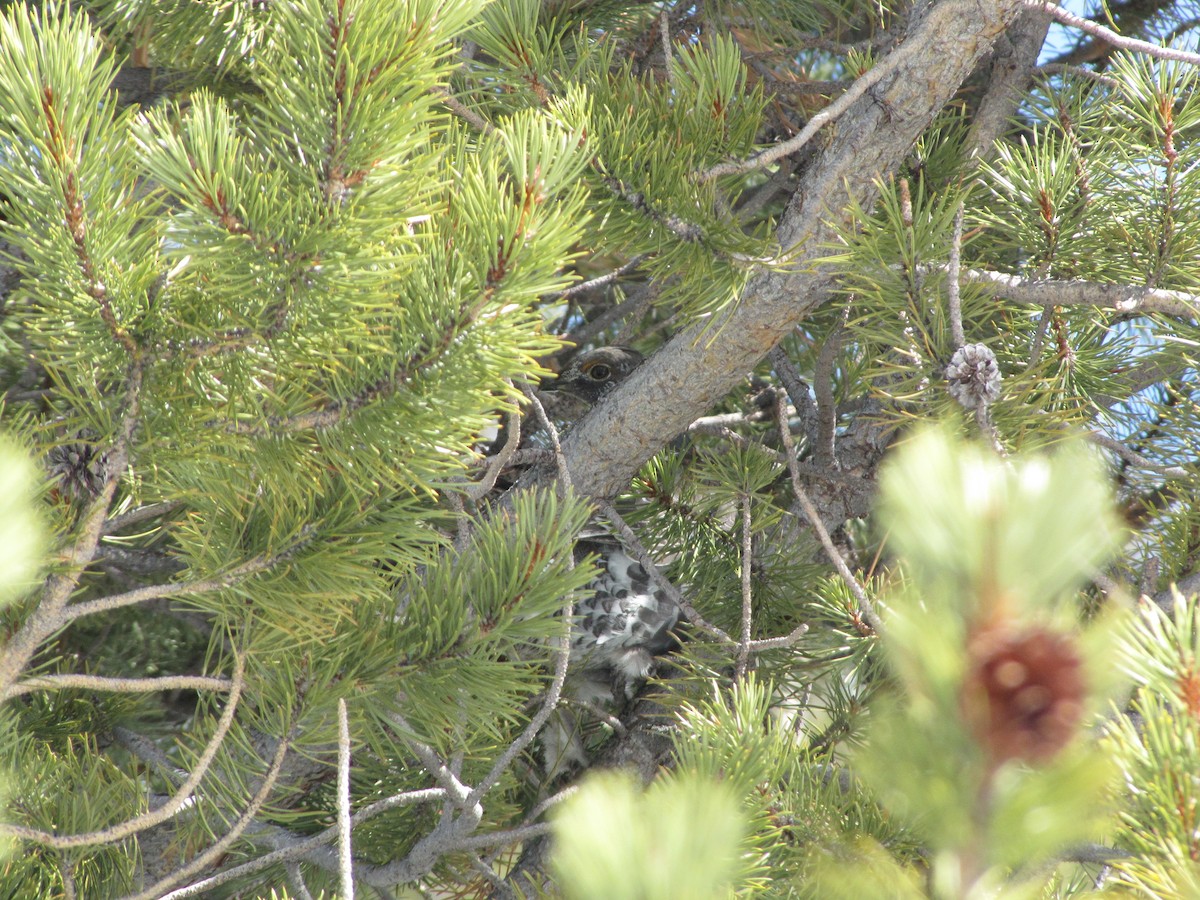 Dusky Grouse - ML84463981