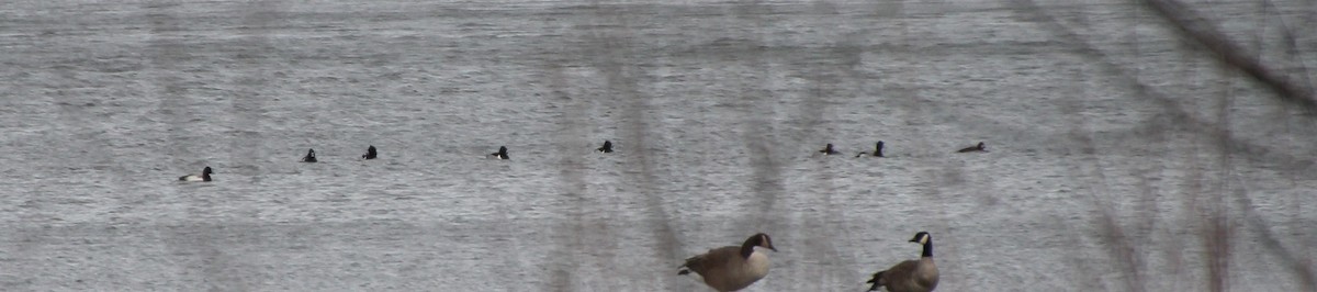 Ring-necked Duck - ML84466061