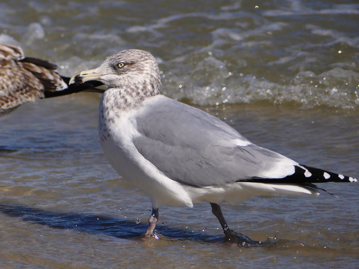 Goéland argenté - ML84466671