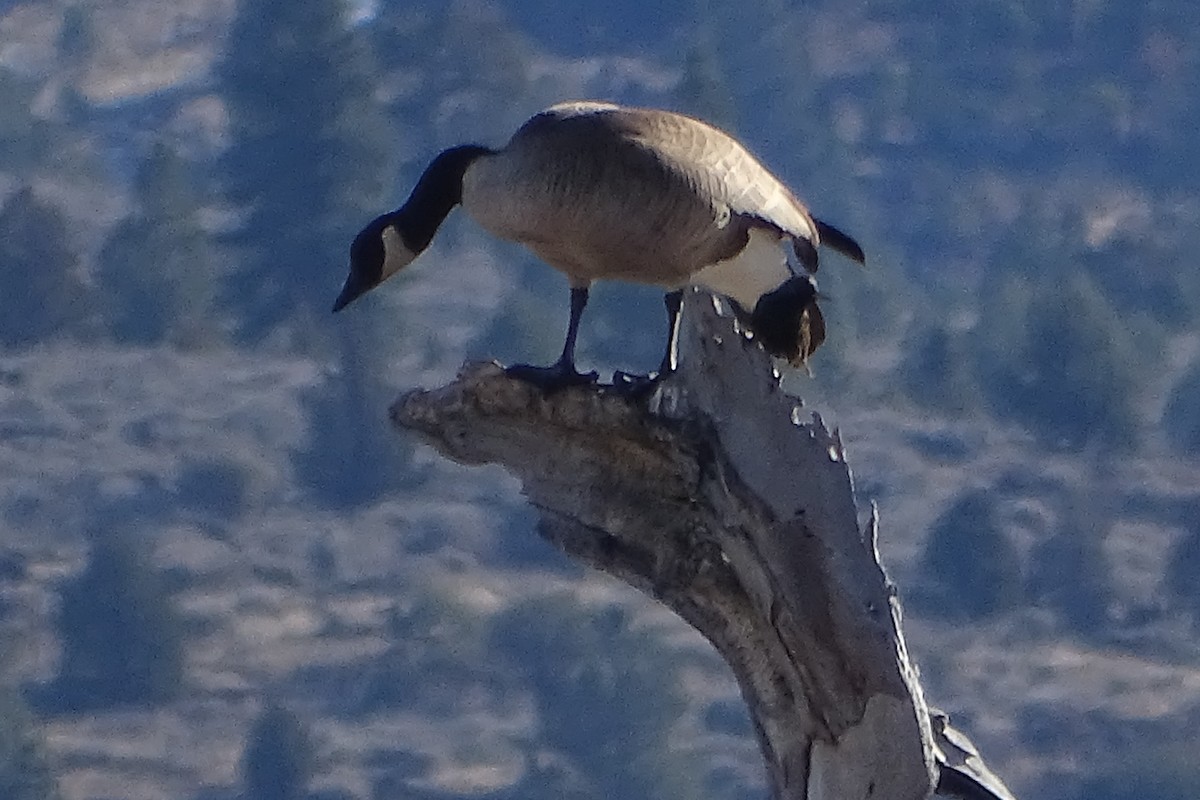 Canada Goose - ML84467161