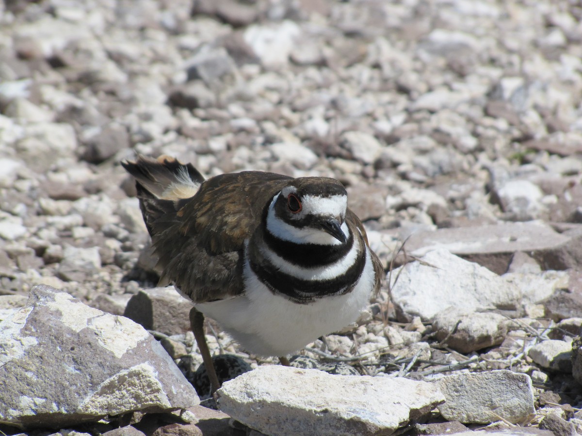 Killdeer - ML84467251