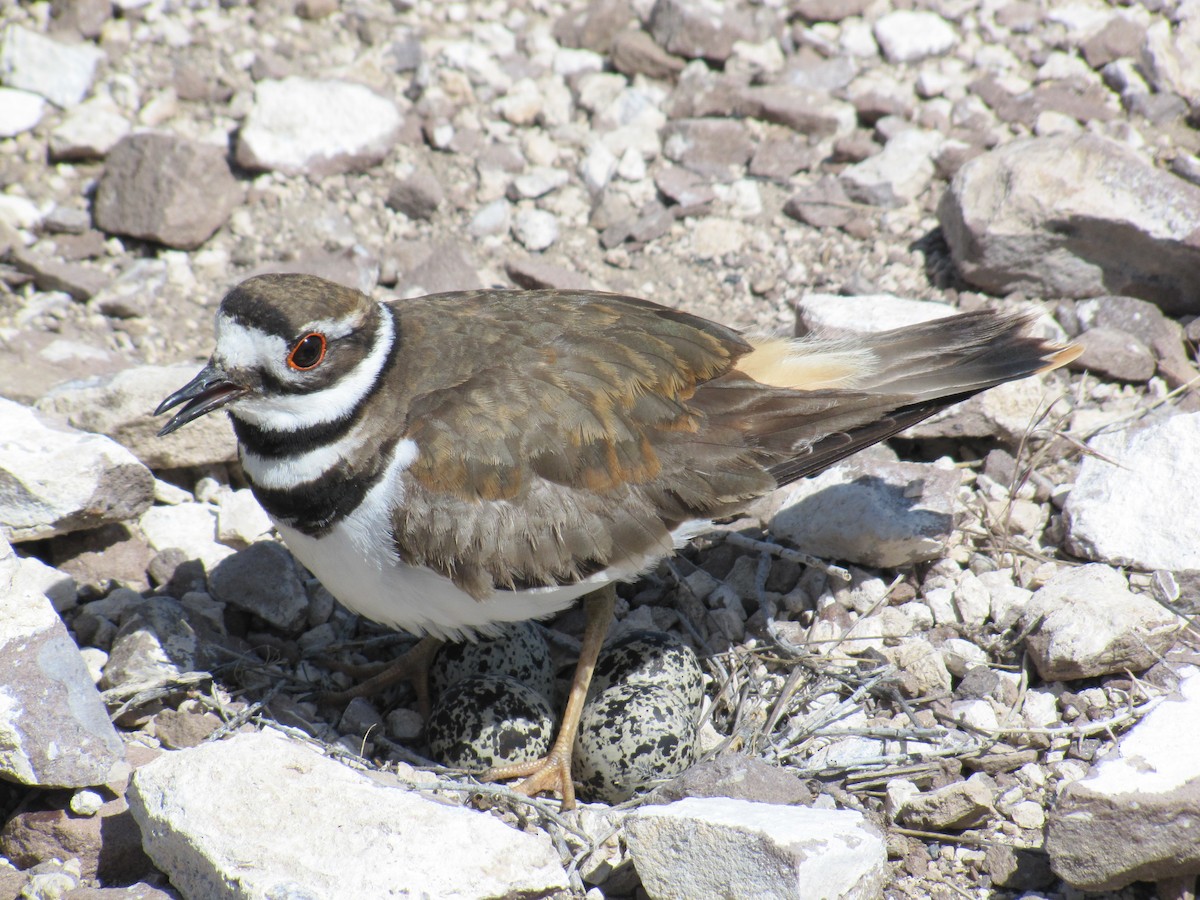 Killdeer - ML84467281