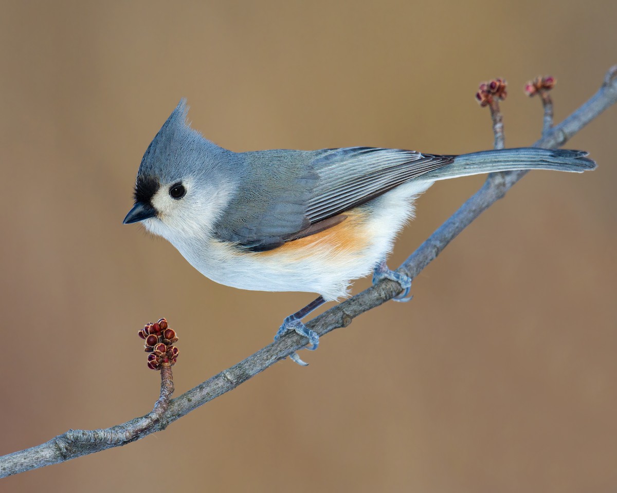 Tufted Titmouse - Darlene Friedman