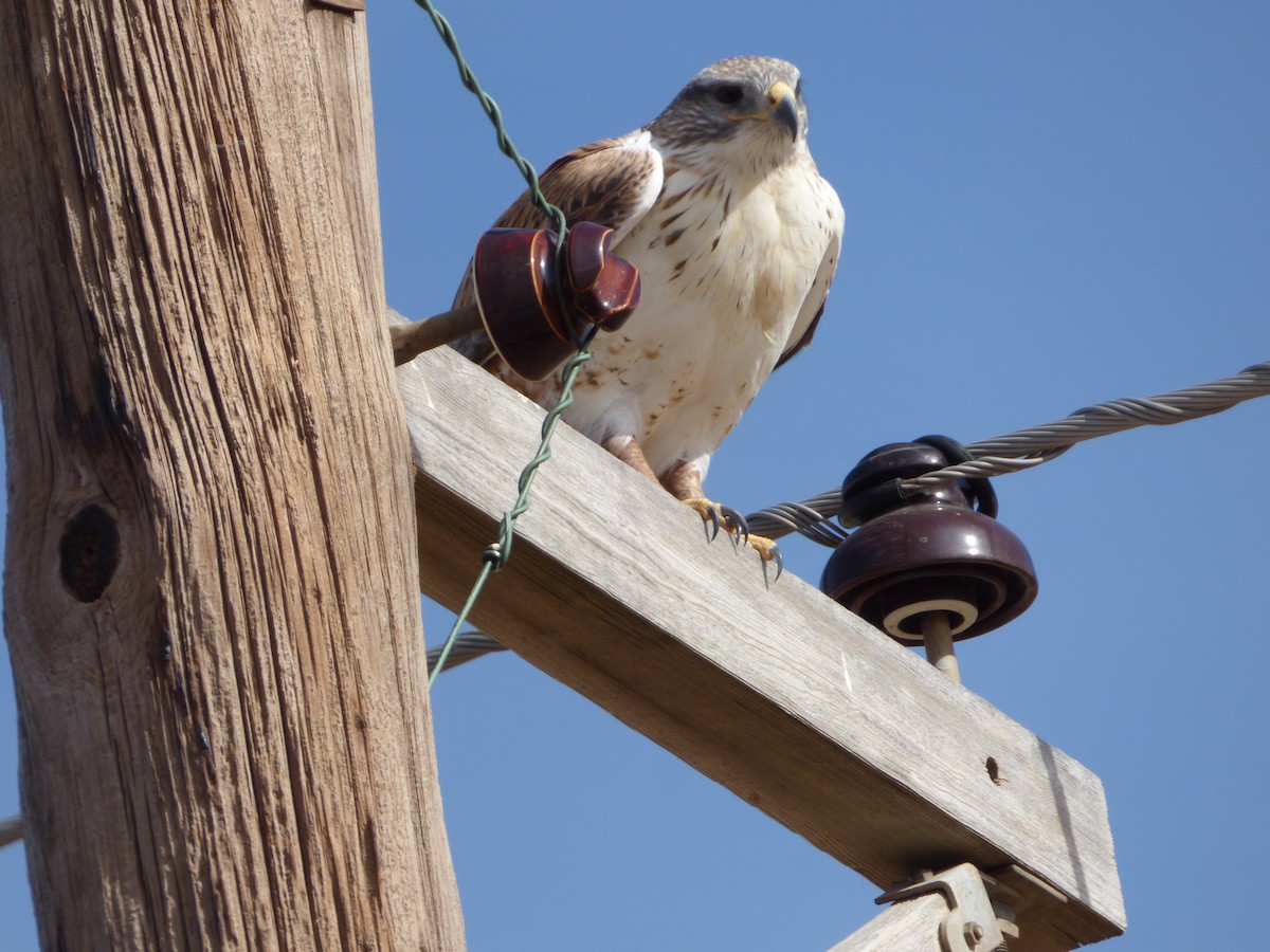 Ferruginous Hawk - Fred Collins