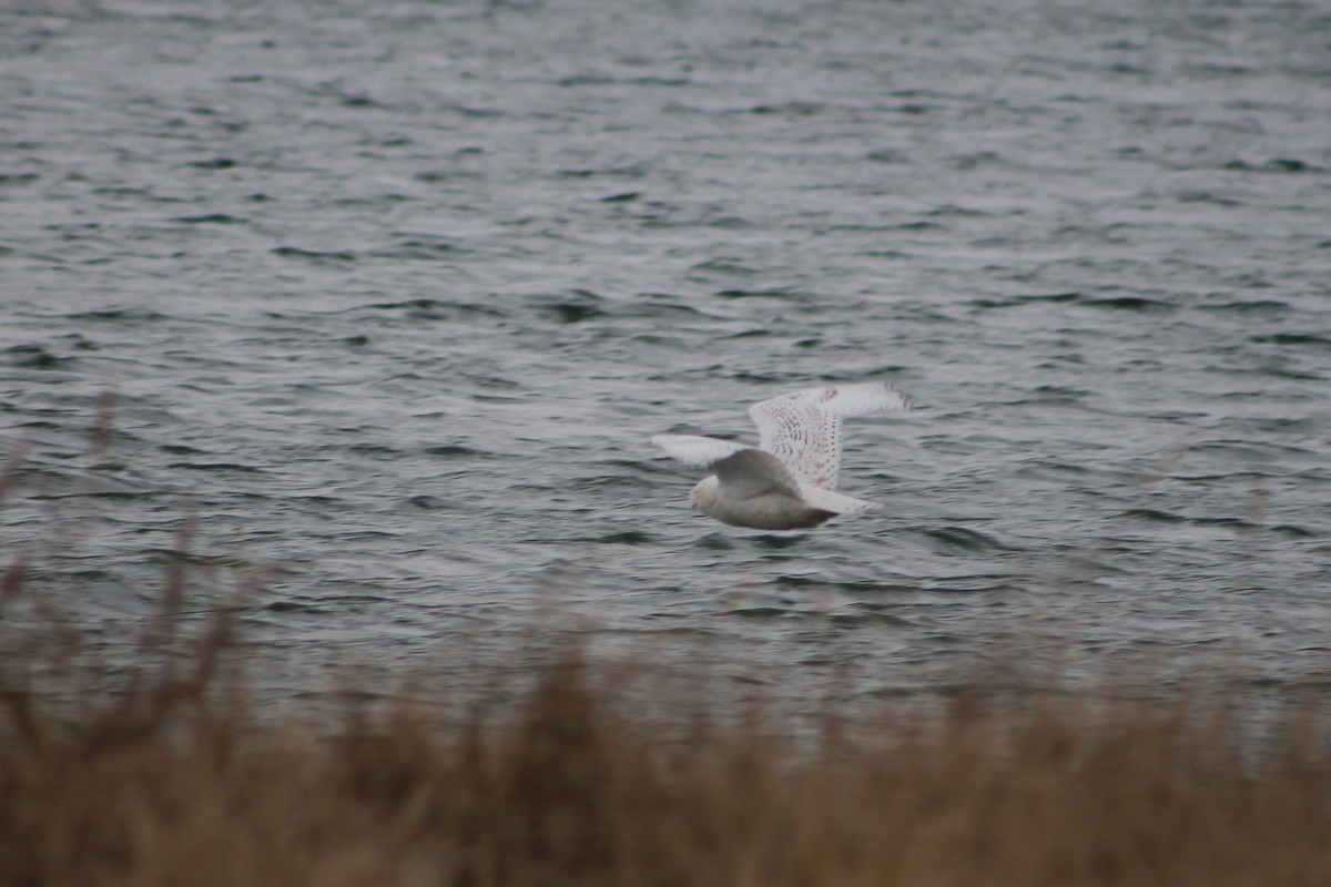 Snowy Owl - Norma Hartwell