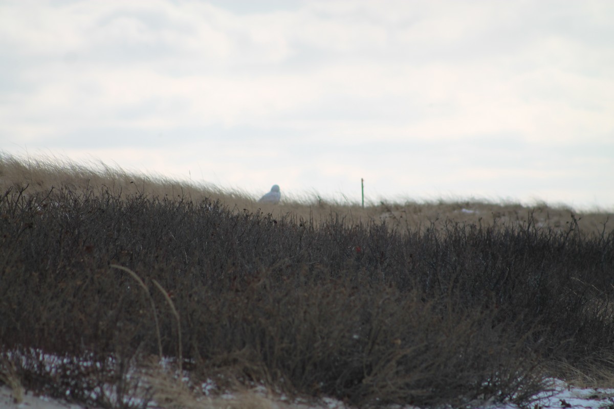 Snowy Owl - ML84467941