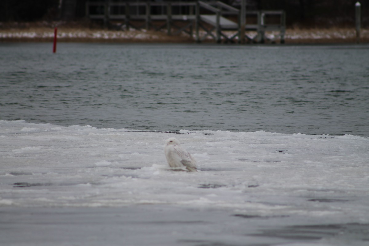 Snowy Owl - ML84467951