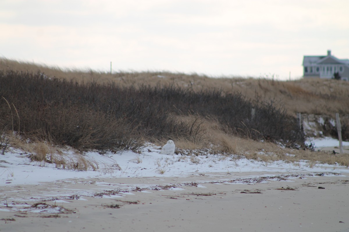 Snowy Owl - ML84467961