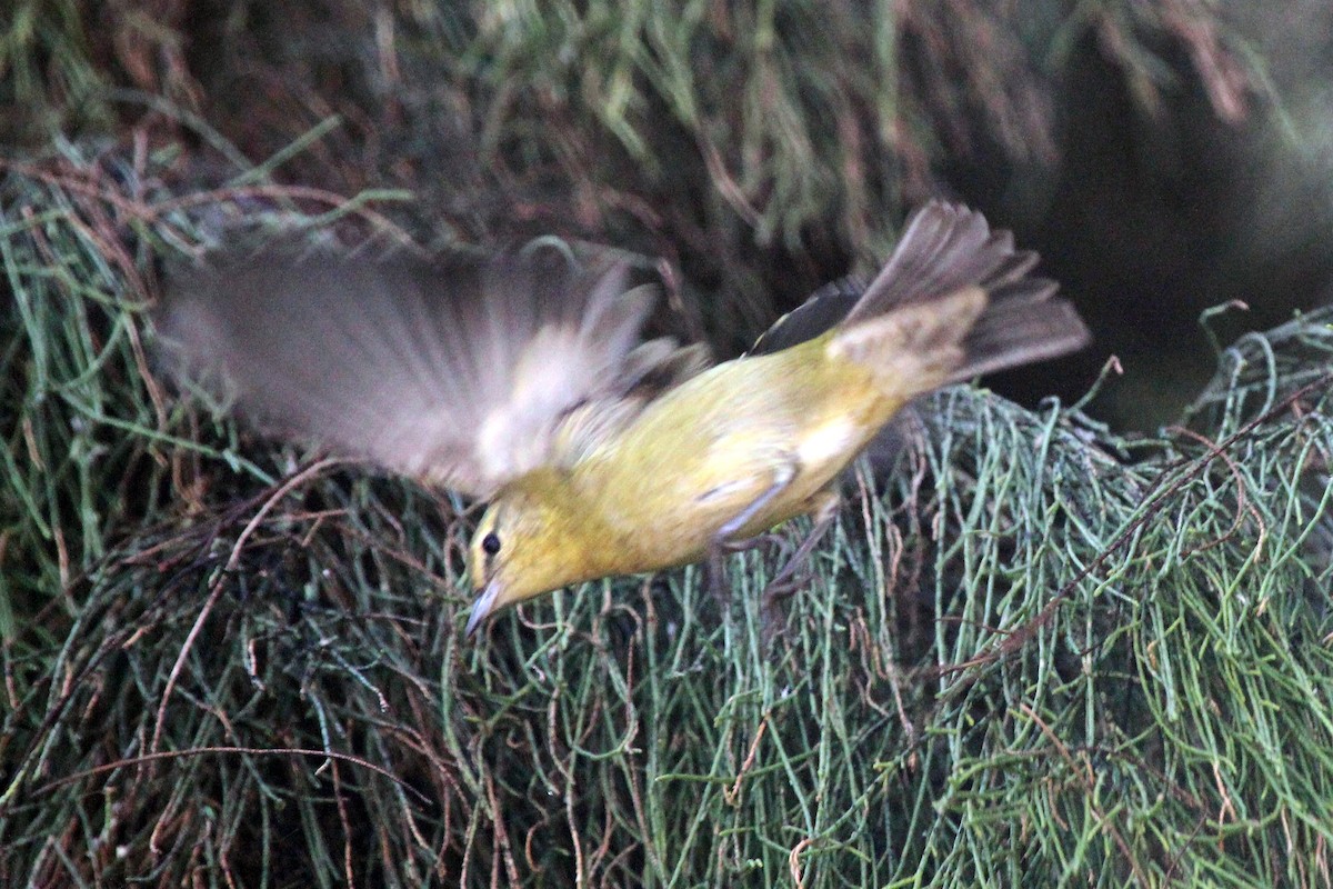 Tennessee Warbler - ML84468441