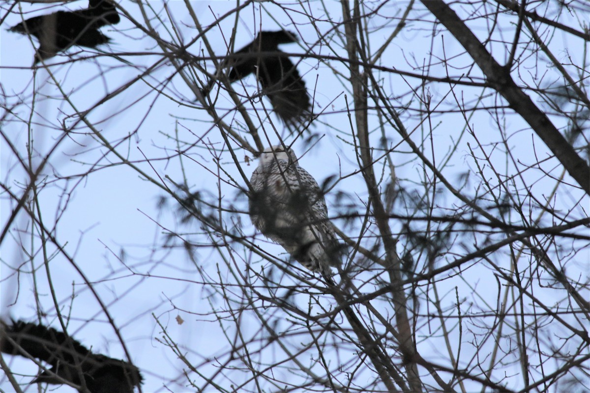 Snowy Owl - ML84468461