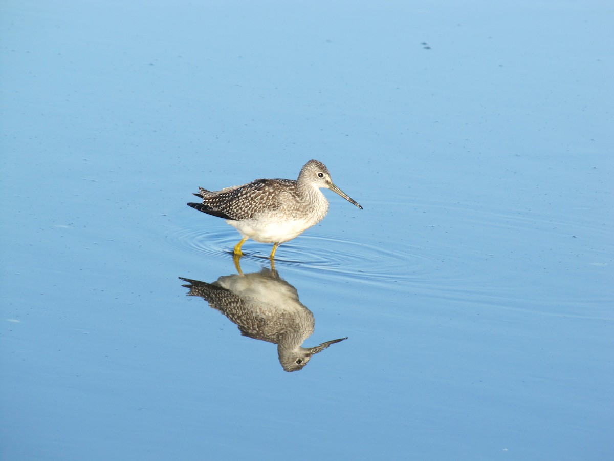 Greater Yellowlegs - ML84470861