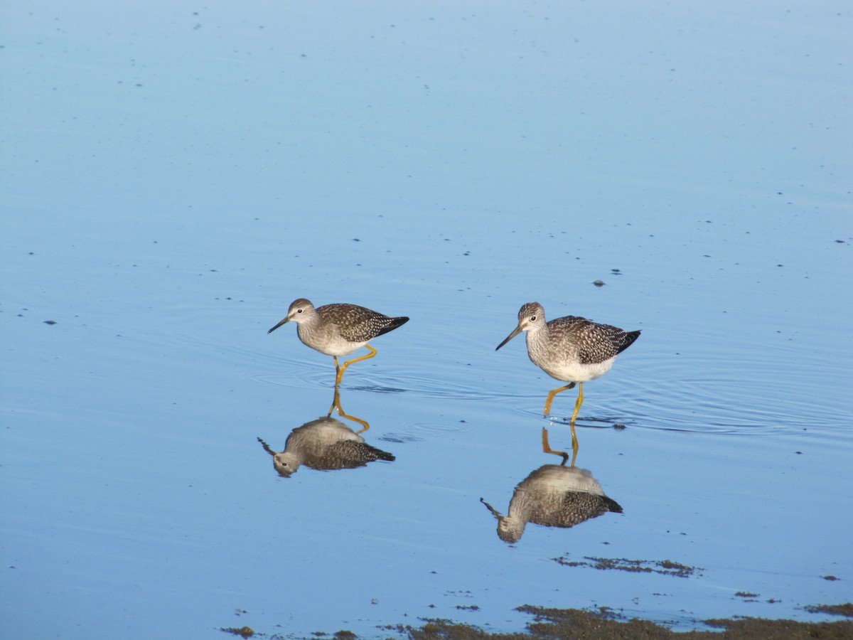 Lesser Yellowlegs - ML84470891