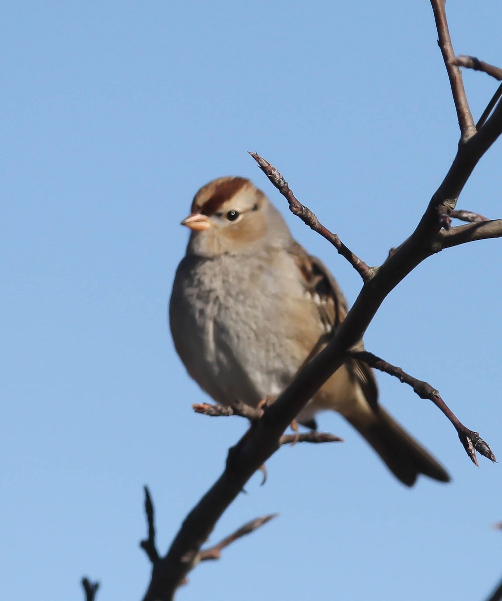 White-crowned Sparrow - ML84471001