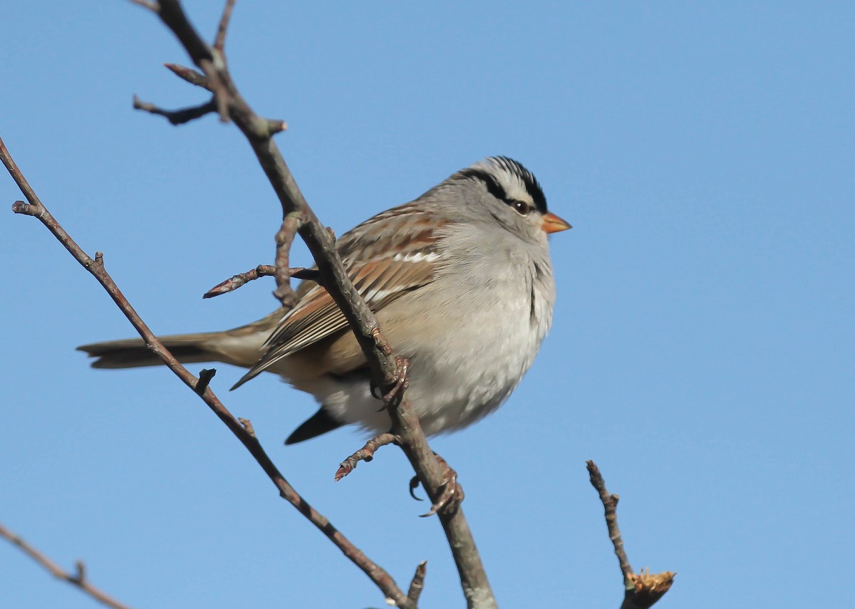 Bruant à couronne blanche - ML84471011