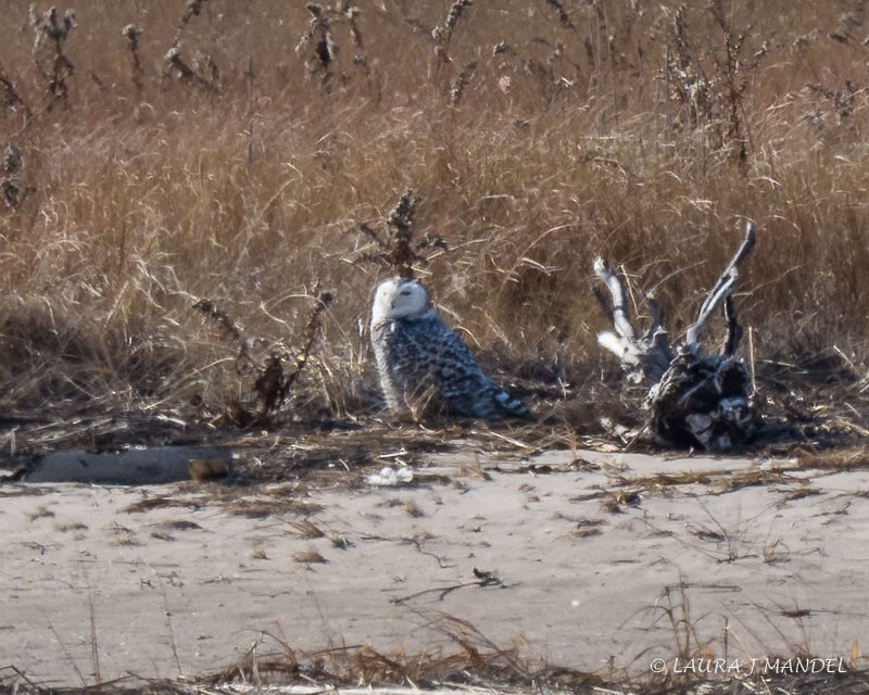 Snowy Owl - ML84473401