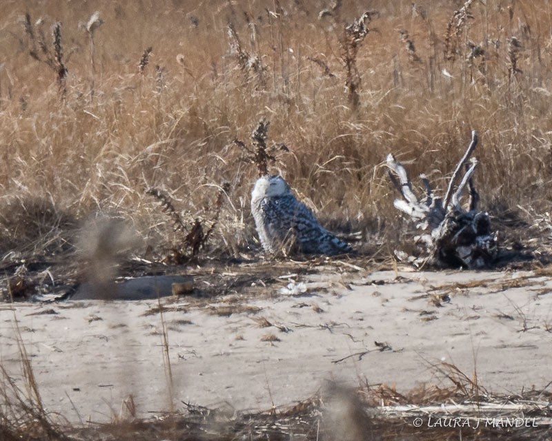 Snowy Owl - ML84473421