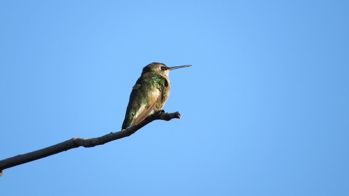 Ruby-throated Hummingbird - ML84474851