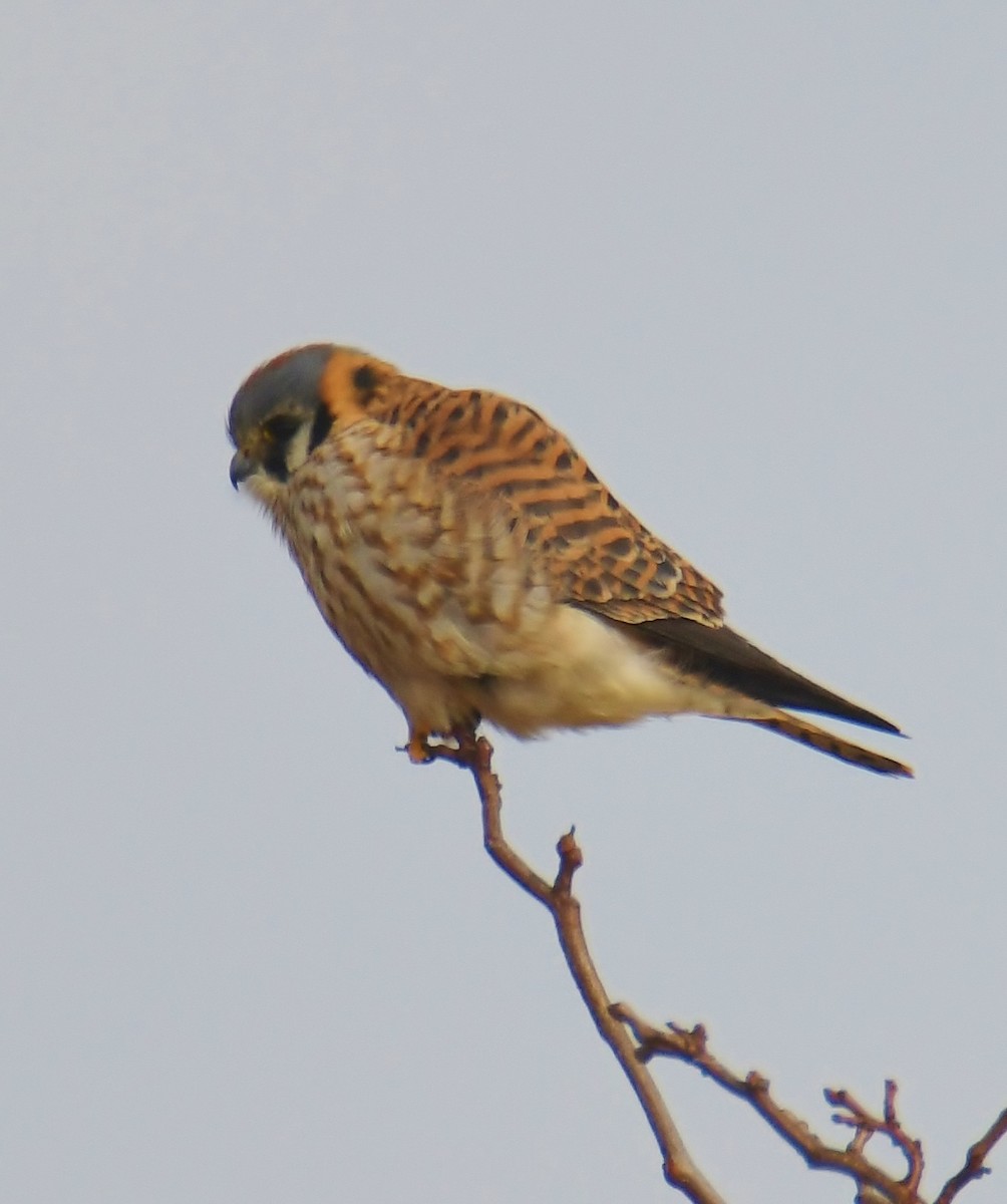 American Kestrel - ML84475421