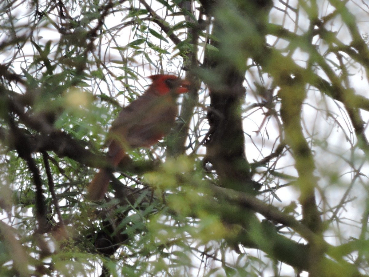 Northern Cardinal - ML84475931