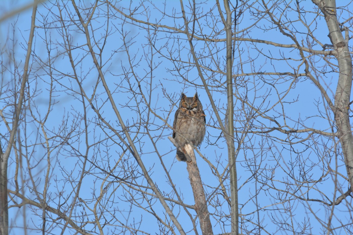 Great Horned Owl - ML84476551