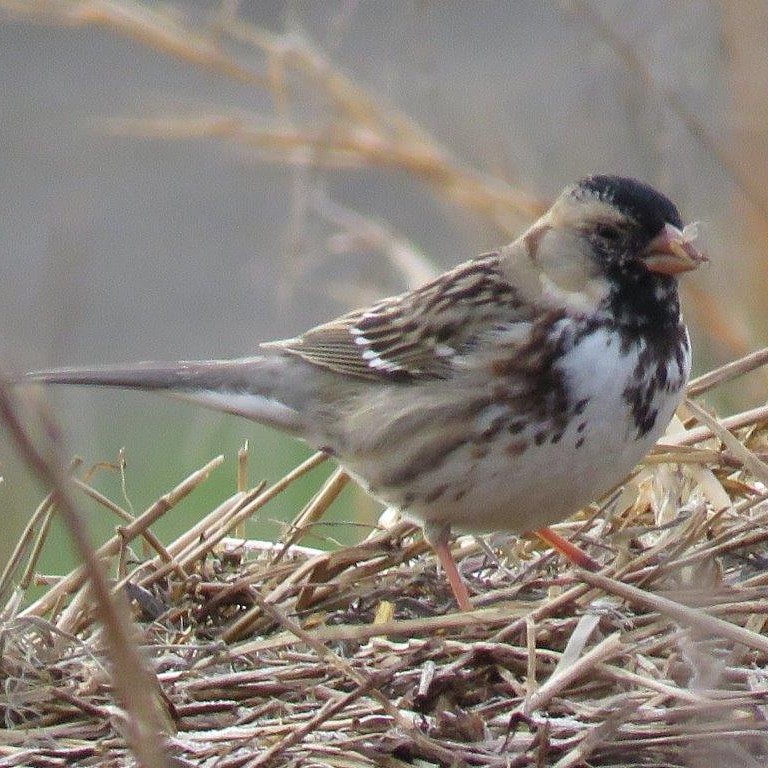 Harris's Sparrow - ML84476951