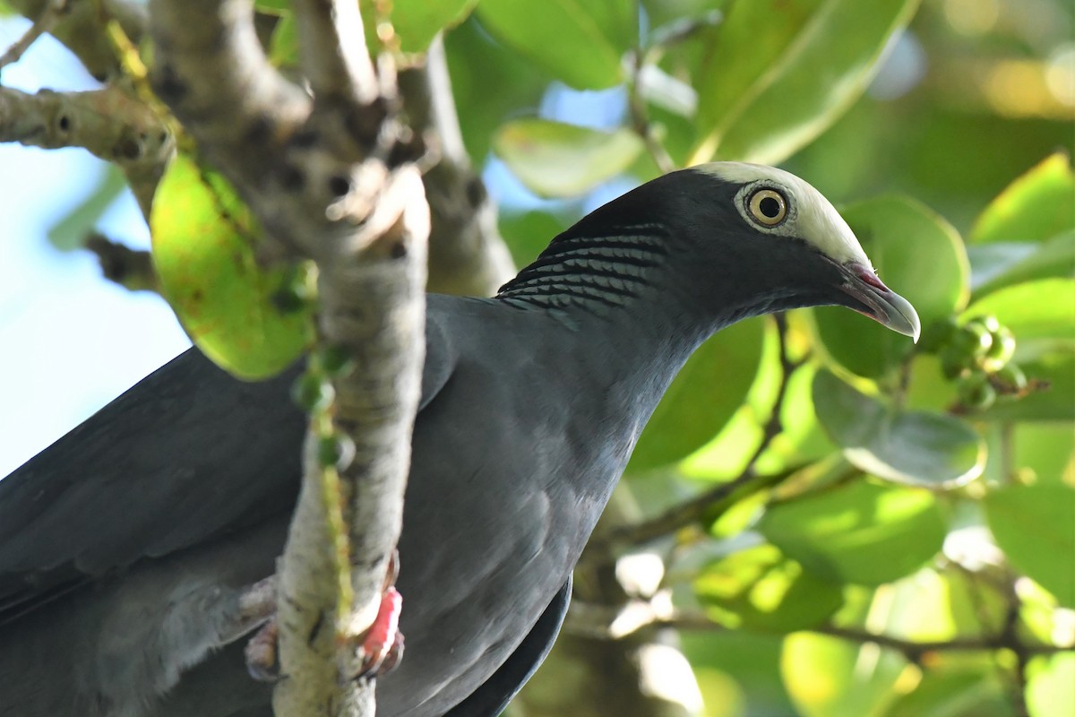 White-crowned Pigeon - Christopher Johnson
