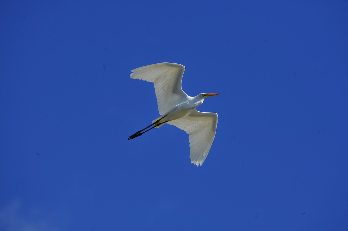 Great Egret - ML84477521