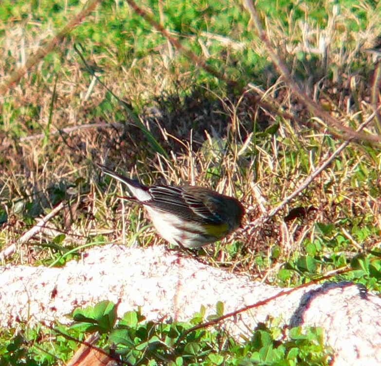 Yellow-rumped Warbler - ML84477861