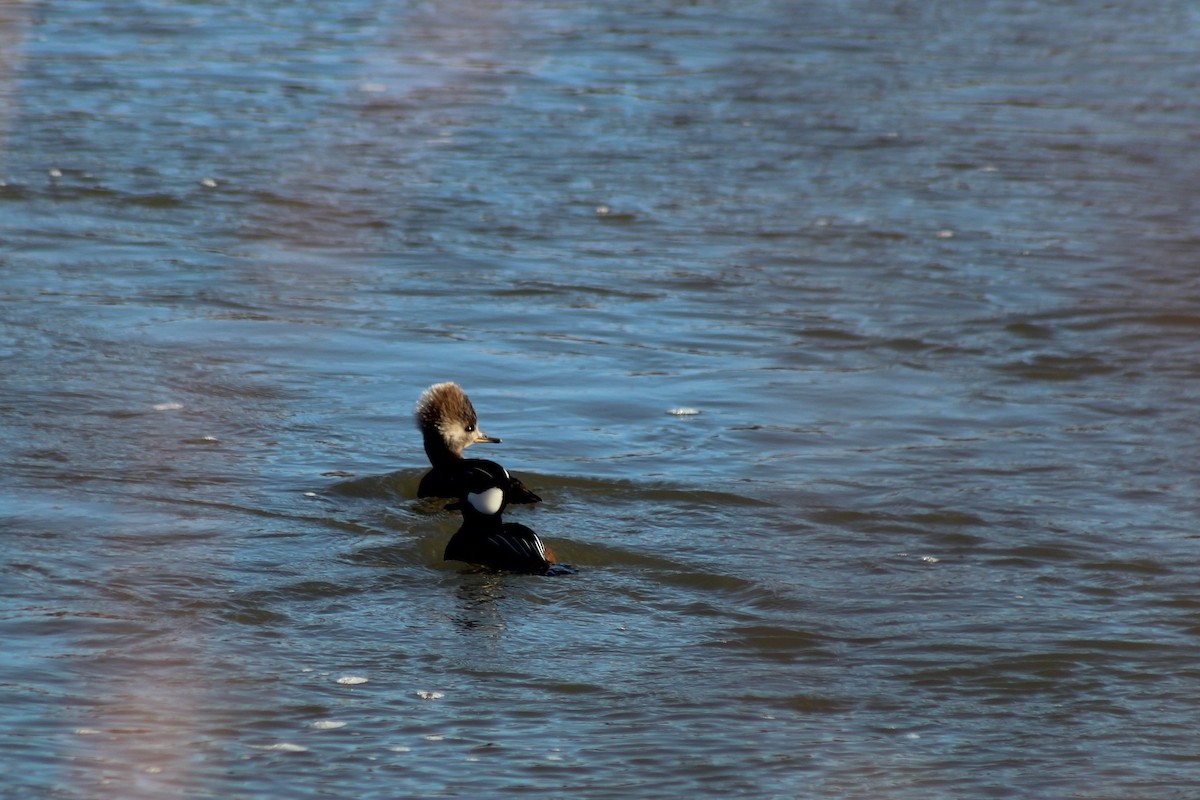 Hooded Merganser - David Lerwill