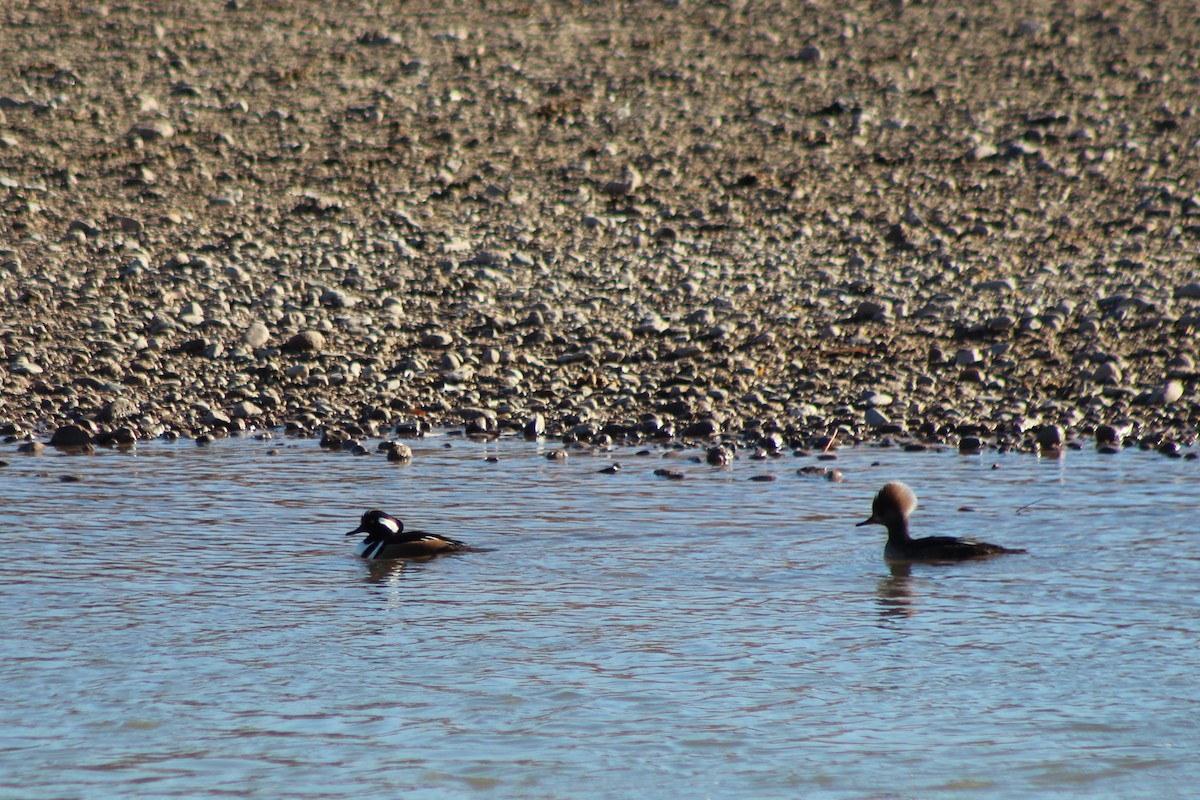 Hooded Merganser - ML84478291