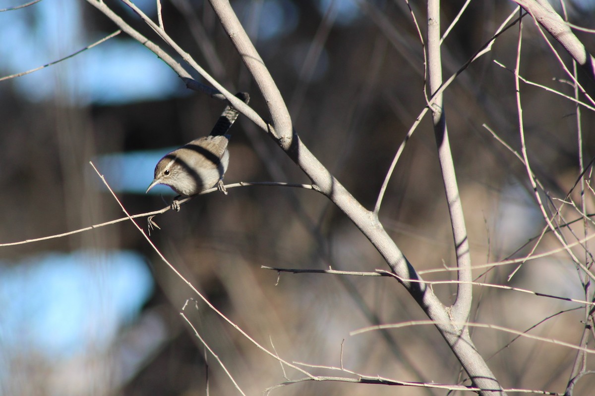 Bewick's Wren - David Lerwill