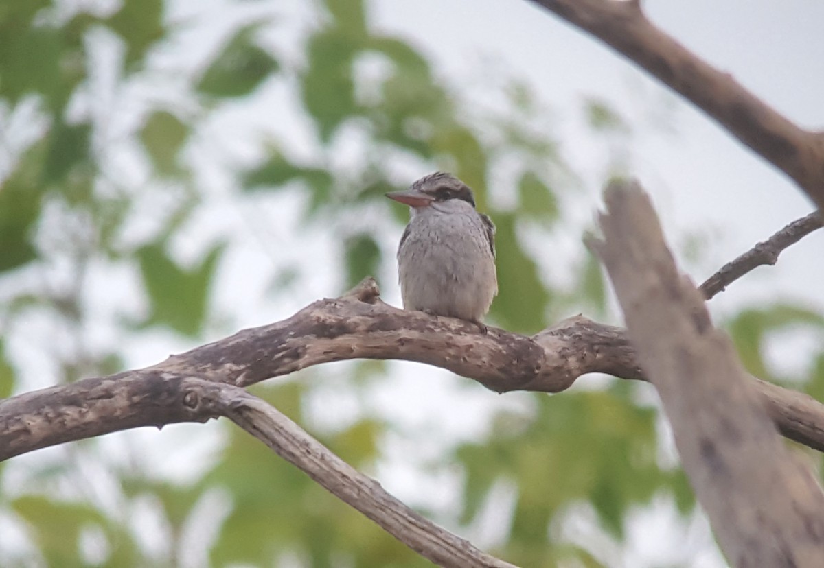 Striped Kingfisher - ML84478881