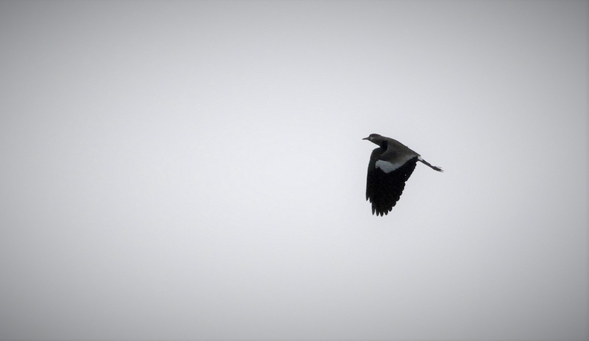 Southern Lapwing - ML84480751