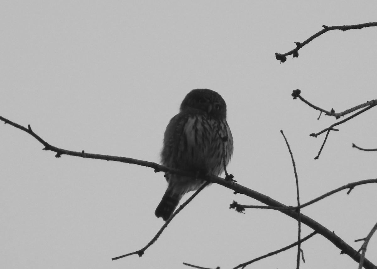 Northern Pygmy-Owl - ML84480861