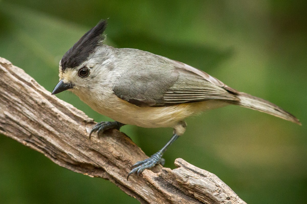 Black-crested Titmouse - Kyle Blaney