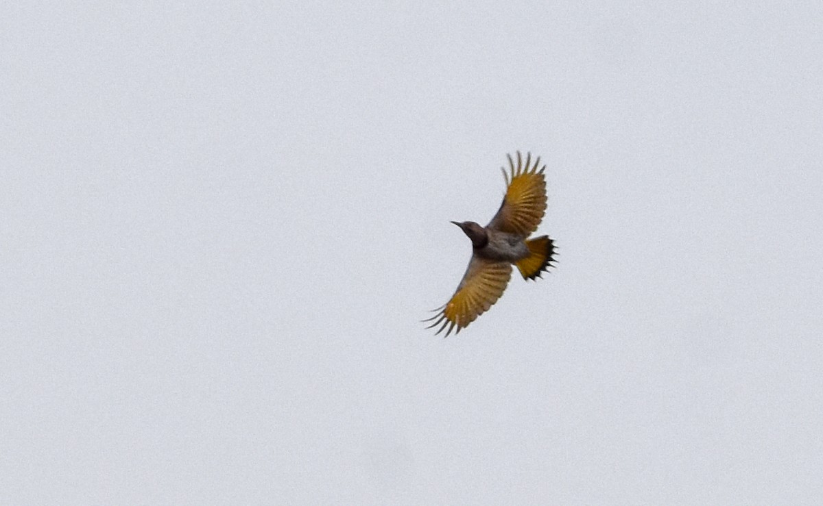 Northern Flicker - Paul Clifford