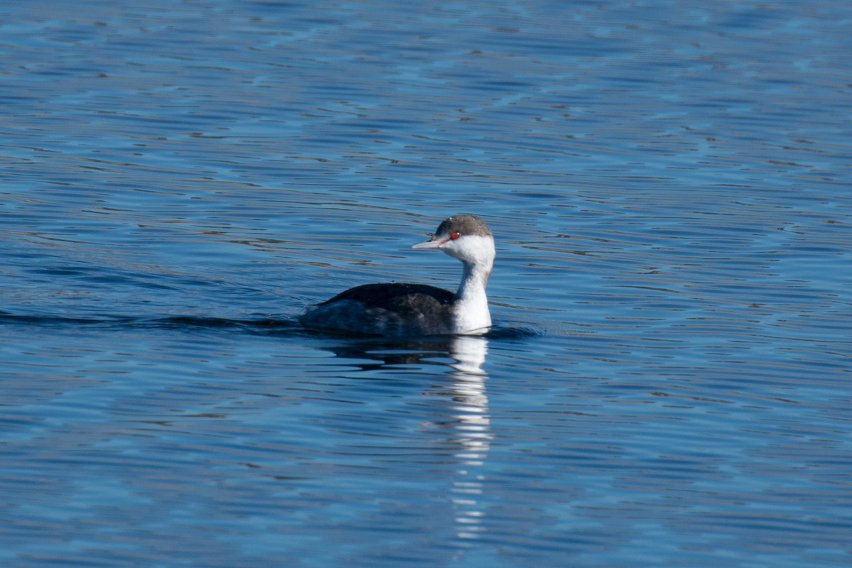 Horned Grebe - ML84483351