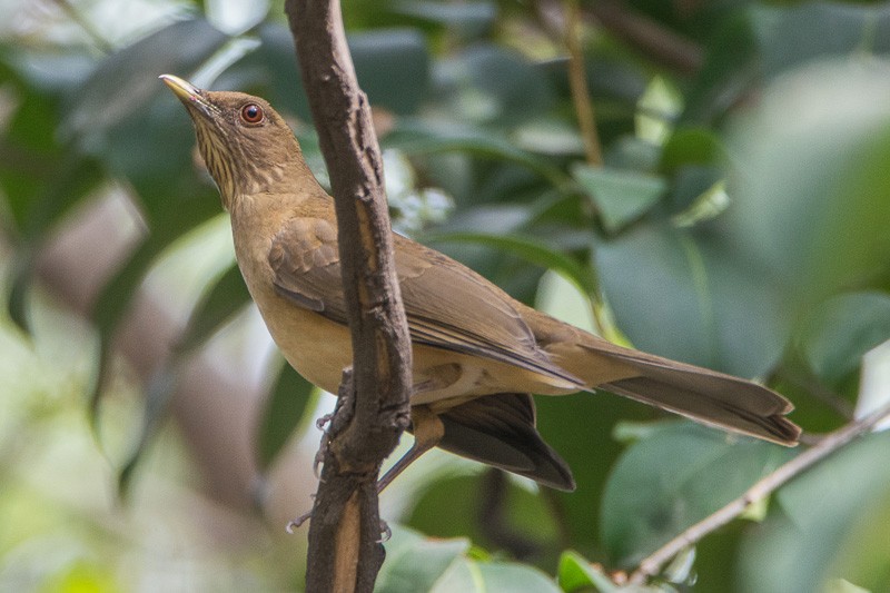 Clay-colored Thrush - ML84485891