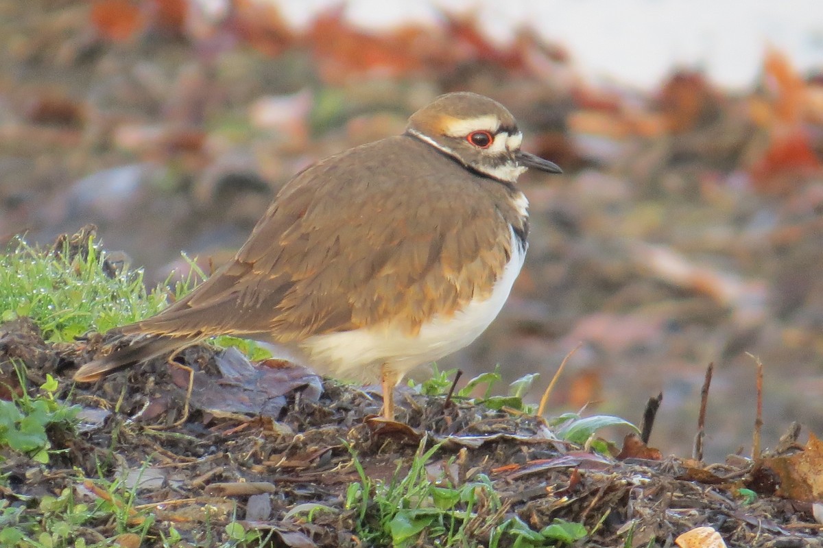 Killdeer - Lindsey Duval